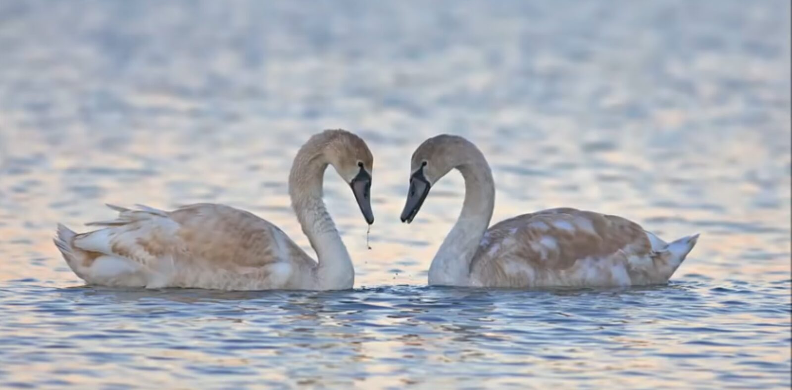 Deux cygnes formant un cœur